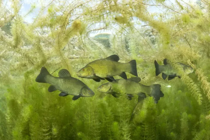 Framed Print : Tench (Tinca tinca) during spawning period amongst European watermilfoil Framed Print : Tench (Tinca tinca) during spawning period amongst European watermilfoil