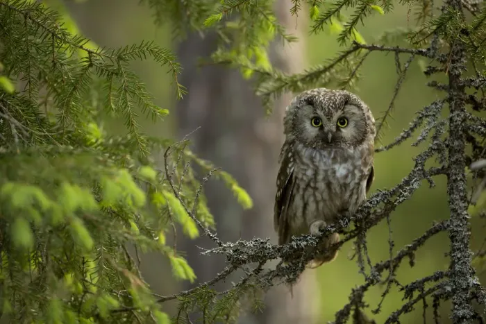Framed Print : Tengmalm Owl (Aegolius funereus) perched on a branch, Finland Framed Print : Tengmalm Owl (Aegolius funereus) perched on a branch, Finland