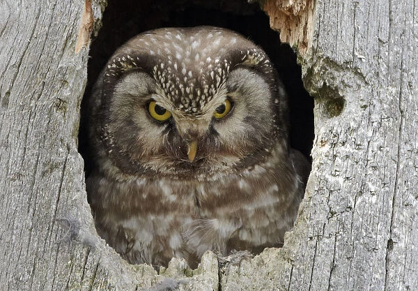 Tengmalms  /  Boreal owl (Aegolius funereus) looking out of hole in tree, Kuusamo