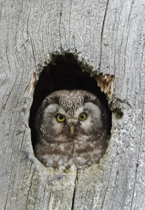 Framed Print : Tengmalms / Boreal owl (Aegolius funereus) looking out of hole in tree, Kuusamo Framed Print : Tengmalms / Boreal owl (Aegolius funereus) looking out of hole in tree, Kuusamo