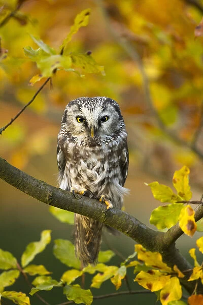 Tengmalms owl (Aegolius funereus) perched in tree amongst autumn leaves, Czech Republic