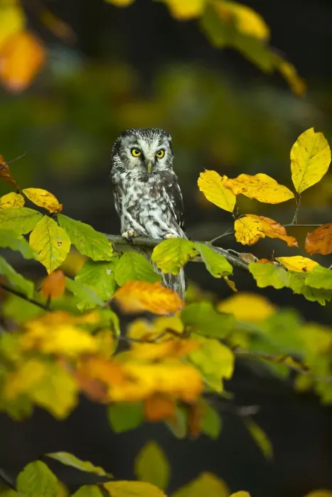 Framed Print : Tengmalms owl (Aegolius funereus) sitting in tree amongst autumn leaves, Czech Republic Framed Print : Tengmalms owl (Aegolius funereus) sitting in tree amongst autumn leaves, Czech Republic