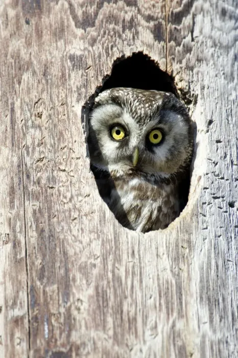 Framed Print : Tengmalms Owl, Boreal Owl (Aegolius funereus) looking out from its nest hole, Norway