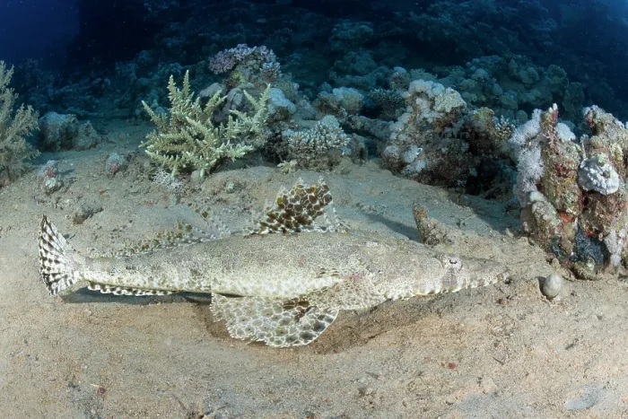Framed Print : Tentacled flathead (Papilloculiceps longiceps) resting on seabed, with wreck of the SS Dunraven in background, Ras Muhammad National Park, Sinai Peninsula, Red Sea, Egypt Framed Print : Tentacled flathead (Papilloculiceps longiceps) resting on seabed, with wreck of the SS Dunraven in background, Ras Muhammad National Park, Sinai Peninsula, Red Sea, Egypt