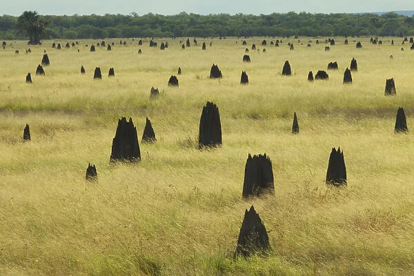 Termite Mounds on the Nifold Plain, Cape York Peninsula, Queensland, Australia. June 2012
