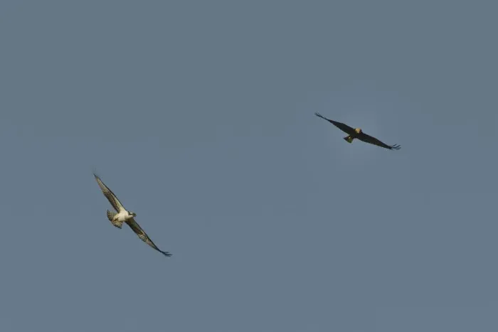 Framed Print : Territorial Osprey (Pandion haliaetus) chasing a migrant female Marsh Harrier (Circus Framed Print : Territorial Osprey (Pandion haliaetus) chasing a migrant female Marsh Harrier (Circus