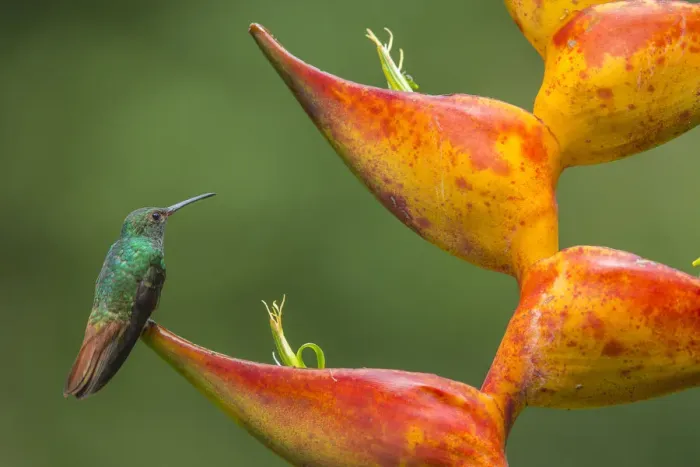 Framed Print : Territorial Rufous-tailed hummingbird (Amazilia tzacatl) guarding Heliconia in bloom