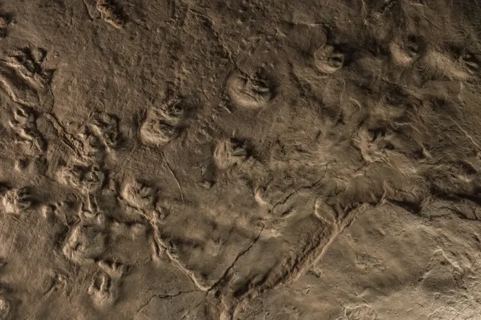 Framed Print : Tetrapod tracks preserved in rock at the Joggins Fossil Cliffs UNESCO World Heritage Site