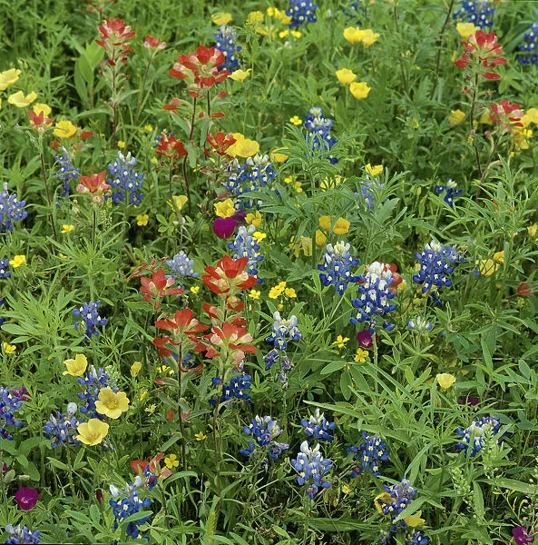 Texas bluebonnets (Lupinus texensis) and Indian paintbrush (Castilleja coccinea) amongst