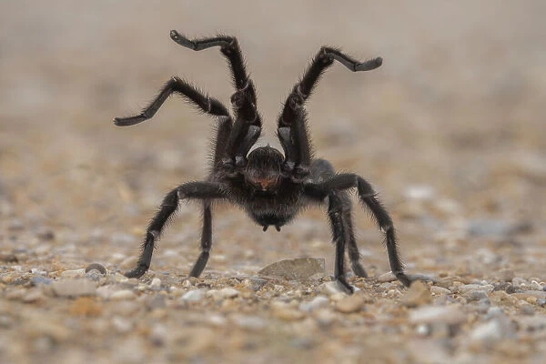 Texas brown tarantula (Aphonopelma hentzi) in defensive posture