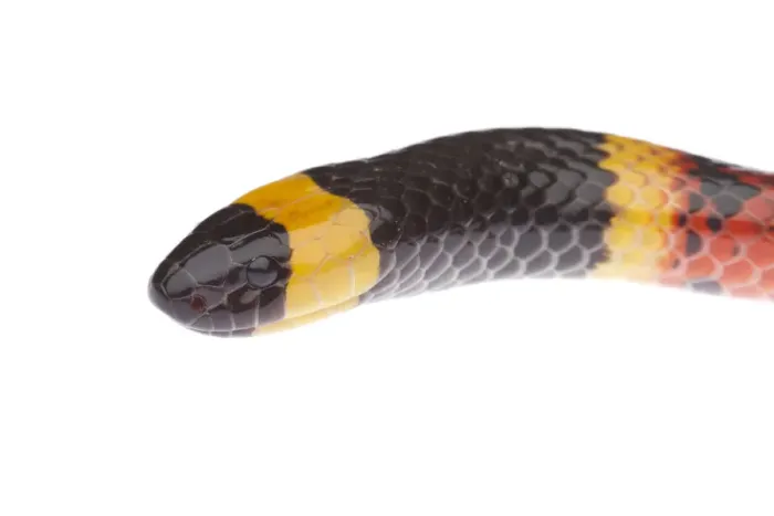 Framed Print : Texas Coral Snake (Micrurus tener) head portrait, Sabal Palm Sanctuary, Lower Rio Grande Valley Framed Print : Texas Coral Snake (Micrurus tener) head portrait, Sabal Palm Sanctuary, Lower Rio Grande Valley