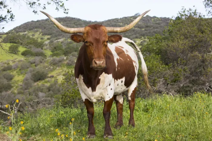 Framed Print : Texas Longhorn cow on high country pasture, Santa Ynez Mountains foothills, Goleta Framed Print : Texas Longhorn cow on high country pasture, Santa Ynez Mountains foothills, Goleta