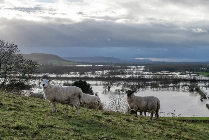 Framed Print : Texel and Black-faced sheep (Ovis aries) standing on grassy slope with floodwater from the River Lugg covering the landscape in background, south of Leominster, Herefordshire