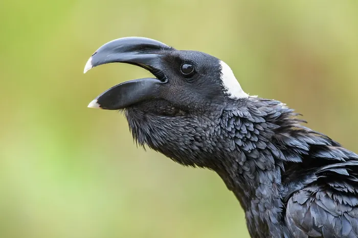 Framed Print : Thick-billed raven (Corvus crassirostris) calling, portrait, Guassa Community Conservation Area, Ethiopia Framed Print : Thick-billed raven (Corvus crassirostris) calling, portrait, Guassa Community Conservation Area, Ethiopia