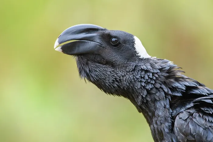 Framed Print : Thick-billed raven (Corvus crassirostris) calling, portrait, Guassa Community Conservation Area, Ethiopia Framed Print : Thick-billed raven (Corvus crassirostris) calling, portrait, Guassa Community Conservation Area, Ethiopia