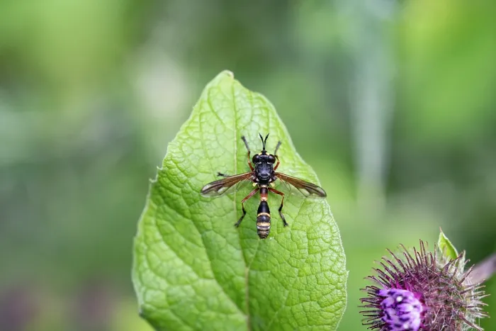 Framed Print : Thick-headed fly (Physocephala rufipes) resting on a leaf in ancient woodland, Herefordshire Plateau, England, UK. July Framed Print : Thick-headed fly (Physocephala rufipes) resting on a leaf in ancient woodland, Herefordshire Plateau, England, UK. July