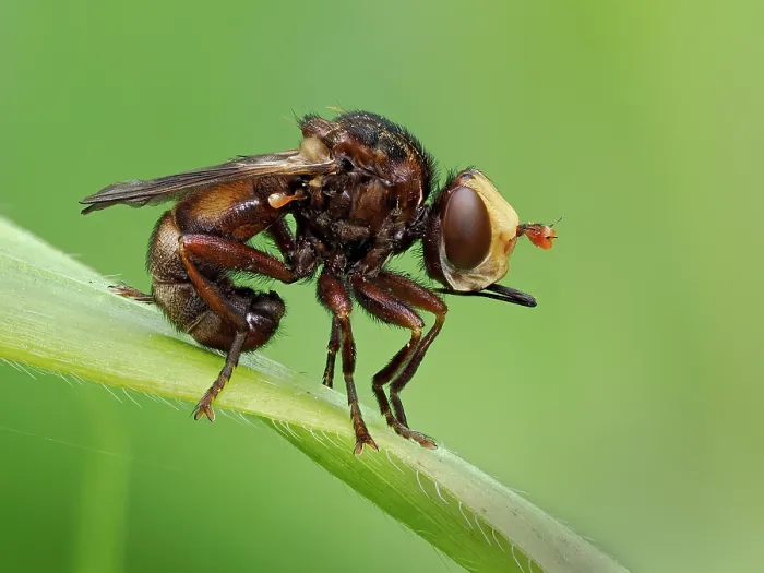 Framed Print : Thick headed fly (Sicus ferrugineus) portrait, Hertfordshire, England, UK. June. Focus stacked Framed Print : Thick headed fly (Sicus ferrugineus) portrait, Hertfordshire, England, UK. June. Focus stacked