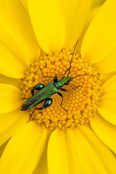 Thick-legged flower beetle {Oedemera nobilis} on Corn marigold {Chrysanthemum segetum}, Cornwall
