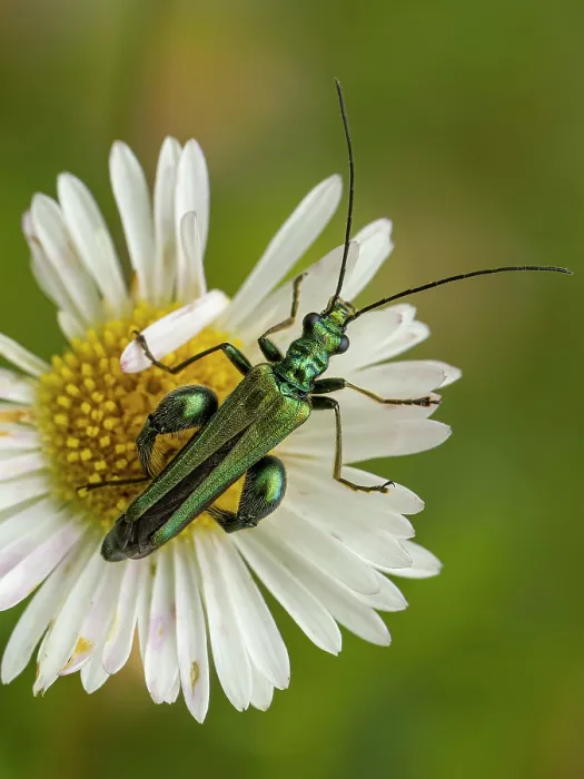 Framed Print : Thick-legged flower beetle (Oedemera nobilis) male, resting on Mexican daisy (Erigeron sp) flower, Podere Montecucco, Orvieto, Umbria, Italy. June Framed Print : Thick-legged flower beetle (Oedemera nobilis) male, resting on Mexican daisy (Erigeron sp) flower, Podere Montecucco, Orvieto, Umbria, Italy. June
