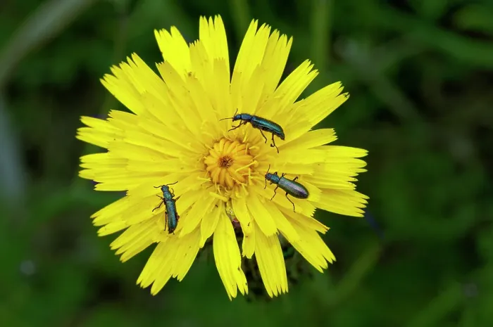 Framed Print : Three Thick-legged flower beetles (Oedemera nobilis) resting on Cat's-ear (Hypochaeris radicata) flower, St Mary's, Isles of Scilly, UK. May Framed Print : Three Thick-legged flower beetles (Oedemera nobilis) resting on Cat's-ear (Hypochaeris radicata) flower, St Mary's, Isles of Scilly, UK. May