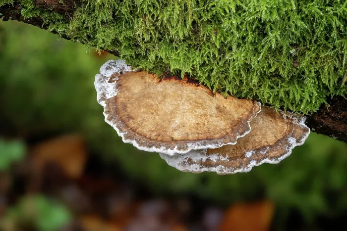 Framed Print : Thin-walled maze polypore (Daedaleopsis confragosa) growing on branch, Clandyboye Estate, County Down, Northern Ireland, UK. November Framed Print : Thin-walled maze polypore (Daedaleopsis confragosa) growing on branch, Clandyboye Estate, County Down, Northern Ireland, UK. November