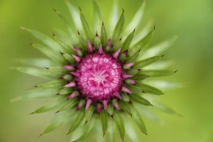Framed Print : Thistle (Carduus nutans) flower head before opening, Triglav National Park, Slovenia Framed Print : Thistle (Carduus nutans) flower head before opening, Triglav National Park, Slovenia