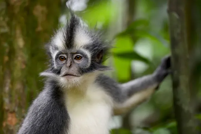 Framed Print : Thomass Langur (Presbytis thomasi), animal endemic to northern Sumatra Framed Print : Thomass Langur (Presbytis thomasi), animal endemic to northern Sumatra
