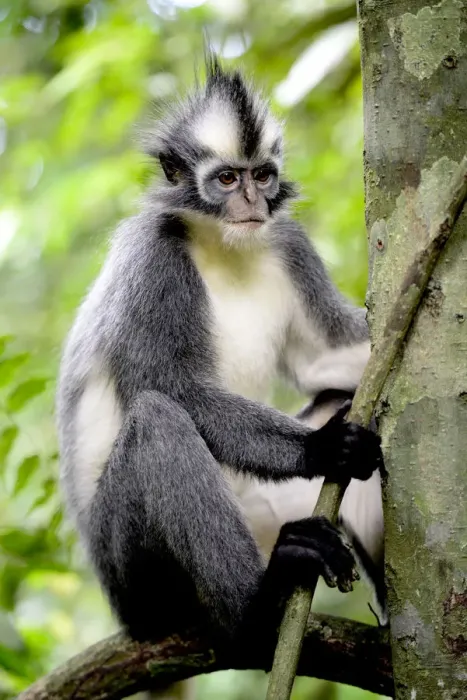 Framed Print : Thomass Langur (Presbytis thomasi), animal endemic to northern Sumatra Framed Print : Thomass Langur (Presbytis thomasi), animal endemic to northern Sumatra