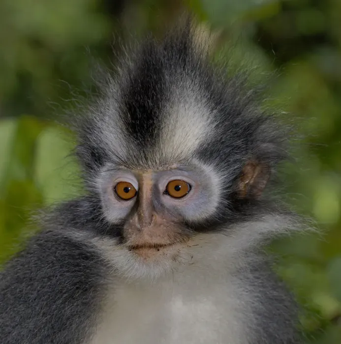 Framed Print : Thomass leaf monkey (Presbytis thomasi) Geunung leuser NP, Sumatra Framed Print : Thomass leaf monkey (Presbytis thomasi) Geunung leuser NP, Sumatra
