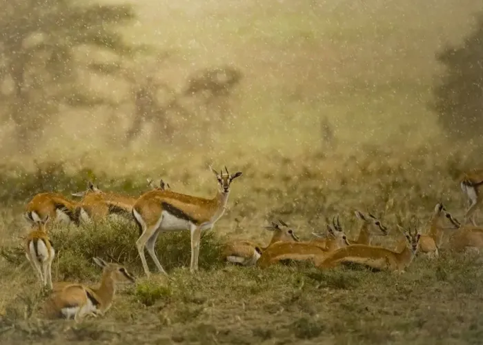 Framed Print : Thomsons gazelle (Eudorcas thomsonii) herd. Serengeti National Park, Serengeti, Tanzania Framed Print : Thomsons gazelle (Eudorcas thomsonii) herd. Serengeti National Park, Serengeti, Tanzania