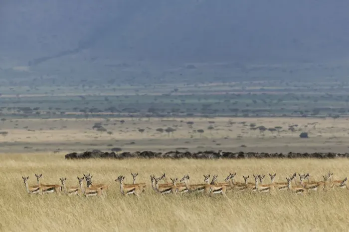 Framed Print : Thomsons gazelle (Eudorcas thomsonii) herd with Wildebeest herd visible beyond Framed Print : Thomsons gazelle (Eudorcas thomsonii) herd with Wildebeest herd visible beyond