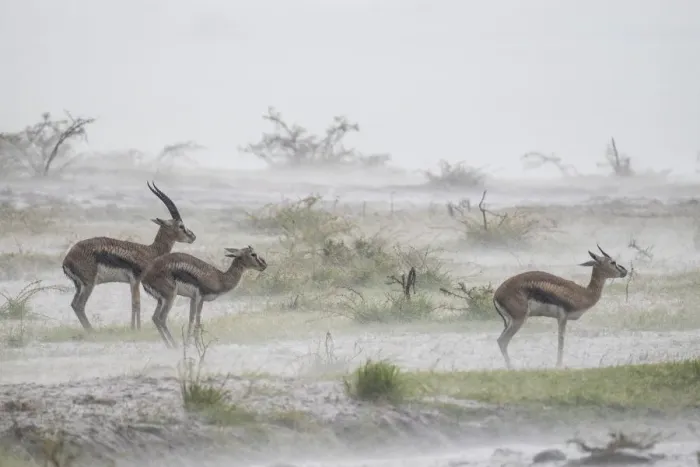 Framed Print : Thomsons gazelle (Eudorcas thomsonii) male and two females standing in rainstorm Framed Print : Thomsons gazelle (Eudorcas thomsonii) male and two females standing in rainstorm