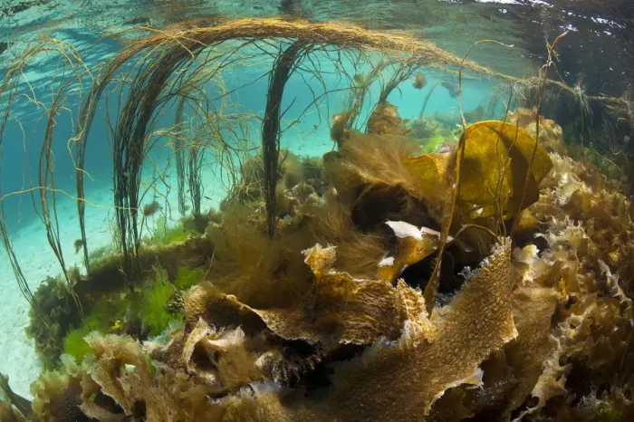 Framed Print : Thong seaweed (Himanthalia elongata) and various other seaweeds in shallow water, Cairns of Coll Framed Print : Thong seaweed (Himanthalia elongata) and various other seaweeds in shallow water, Cairns of Coll