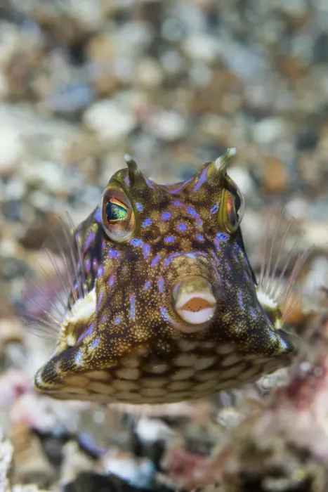 Framed Print : Thornback cowfish (Lactoria fornasini). Lembeh Strait, North Sulawesi, Indonesia Framed Print : Thornback cowfish (Lactoria fornasini). Lembeh Strait, North Sulawesi, Indonesia