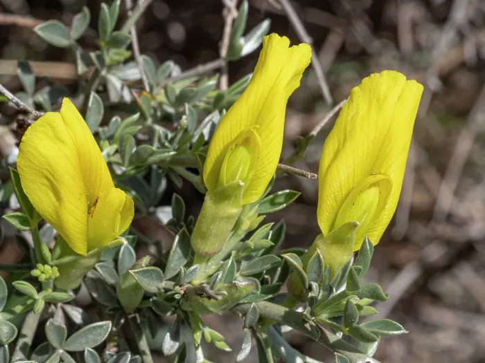 Framed Print : Thorny broom (Chamaecytisus spinescens) in flower, Monte Sant Angelo, Gargano, Puglia, Italy. April Framed Print : Thorny broom (Chamaecytisus spinescens) in flower, Monte Sant Angelo, Gargano, Puglia, Italy. April
