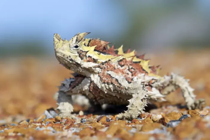 Framed Print : Thorny devil (Moloch horridus). Kalbarri National Park, Western Australia. October Framed Print : Thorny devil (Moloch horridus). Kalbarri National Park, Western Australia. October