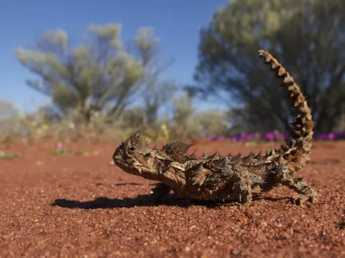Framed Print : Thorny dragon (Moloch horridus) in desert habitat, Australia Framed Print : Thorny dragon (Moloch horridus) in desert habitat, Australia