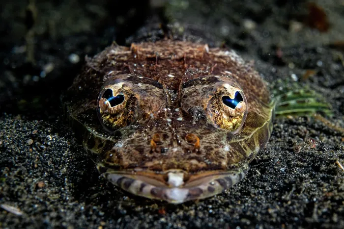 Framed Print : Thorny flathead (Rogadius pristiger) head portrait, Lembeh Strait, North Sulawesi, Indonesia, Pacific Ocean Framed Print : Thorny flathead (Rogadius pristiger) head portrait, Lembeh Strait, North Sulawesi, Indonesia, Pacific Ocean