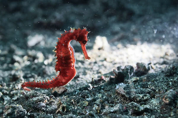 Thorny seahorse (Hippocampus histrix) making its way across the muck and rubble substrate of Lembeh Strait in North Sulawesi, Indonesia