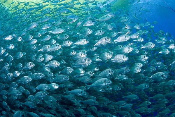 Thousand of Gilt-head bream (Sparus aurata) inside a sea cage used for aquaculture