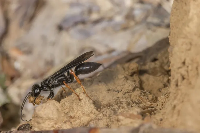 Framed Print : Thread-waisted wasp (Podium luctuosum) female gathering mud for nest, Montgomery County, Pennsylvania, USA. June Framed Print : Thread-waisted wasp (Podium luctuosum) female gathering mud for nest, Montgomery County, Pennsylvania, USA. June