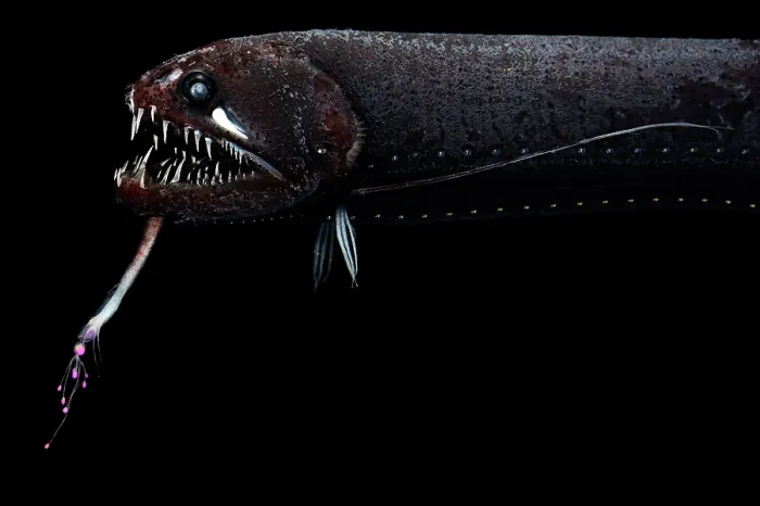 Framed Print : Threadfin dragonfish (Echiostoma barbatum) portrait Framed Print : Threadfin dragonfish (Echiostoma barbatum) portrait