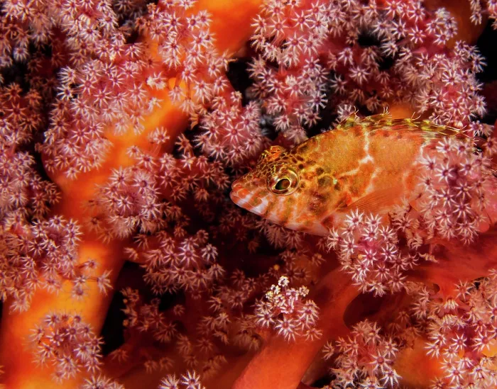 Framed Print : Threadfin hawkfish (Cirrhitichthys aprinus) camouflaged amongst orange Soft coral (Dendronephthya sp.), Triton Bay, West Papua, Indonesia, Pacific Ocean