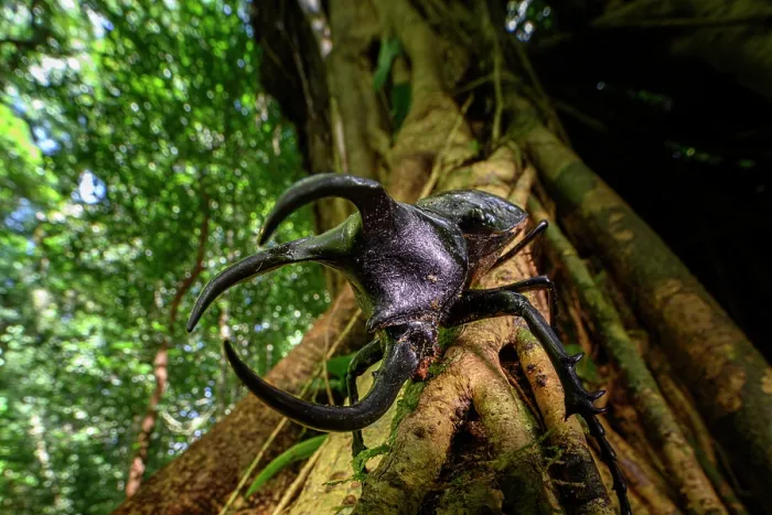 Framed Print : Three-horned rhinoceros beetle (Chalcosoma moellenkampi) male, resting on branch in rainforest, Danum Valley, Sabah, Borneo Framed Print : Three-horned rhinoceros beetle (Chalcosoma moellenkampi) male, resting on branch in rainforest, Danum Valley, Sabah, Borneo