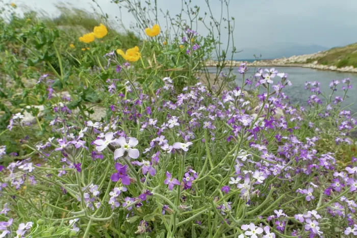 Framed Print : Three-horned stock (Matthiola tricuspidata) and Yellow horned poppy (Glaucium flavum) clumps flowering on a shingle beach, Antiniotissa lagoon, Corfu, Greece. May Framed Print : Three-horned stock (Matthiola tricuspidata) and Yellow horned poppy (Glaucium flavum) clumps flowering on a shingle beach, Antiniotissa lagoon, Corfu, Greece. May