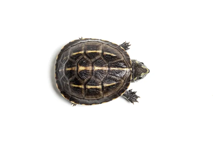 Framed Print : Three-striped mud turtle (Kinosternon baurii) hatchling, portrait, USA. Captive Framed Print : Three-striped mud turtle (Kinosternon baurii) hatchling, portrait, USA. Captive