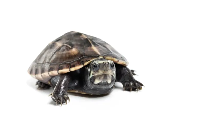 Framed Print : Three-striped mud turtle (Kinosternon baurii) sub-adult, portrait, south east USA. Captive Framed Print : Three-striped mud turtle (Kinosternon baurii) sub-adult, portrait, south east USA. Captive