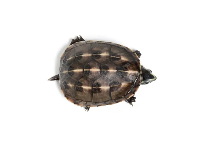 Framed Print : Three-striped mud turtle (Kinosternon baurii) sub-adult, portrait, south east USA. Captive