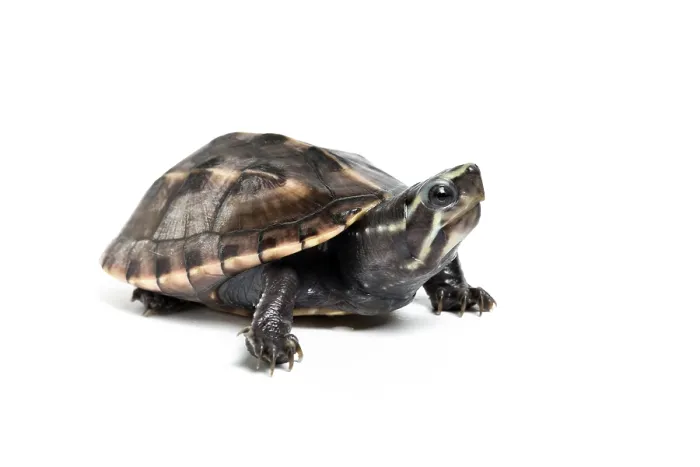 Framed Print : Three-striped mud turtle (Kinosternon baurii) sub-adult, portrait, south east USA. Captive Framed Print : Three-striped mud turtle (Kinosternon baurii) sub-adult, portrait, south east USA. Captive