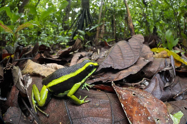 Three-striped poison frog (Ameerega trivittata) amongst leaf litter on lowland rainforest floor